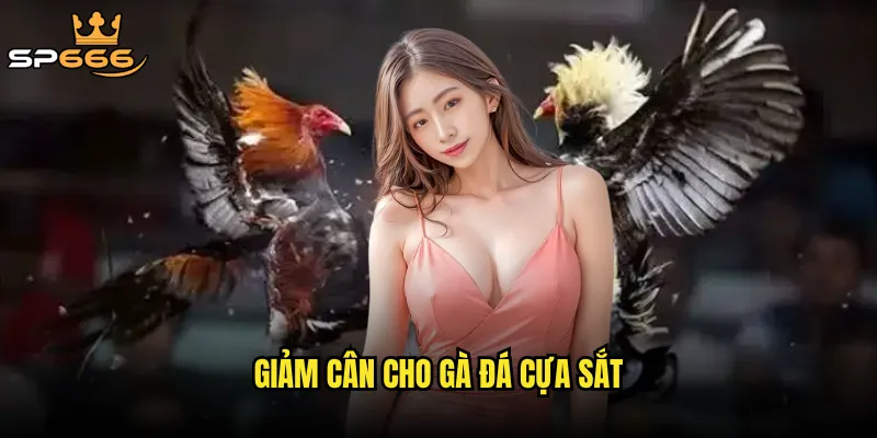 giảm cân cho gà đá cựa sắt