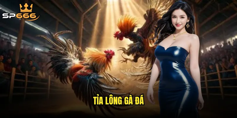 Tỉa lông gà đá