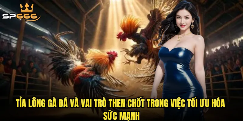 Tỉa lông gà đá và vai trò then chốt trong việc tối ưu hóa sức mạnh