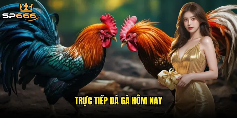 trực tiếp đá gà hôm nay